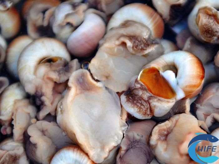 如何判斷貝類(lèi)海鮮是否變質(zhì)？